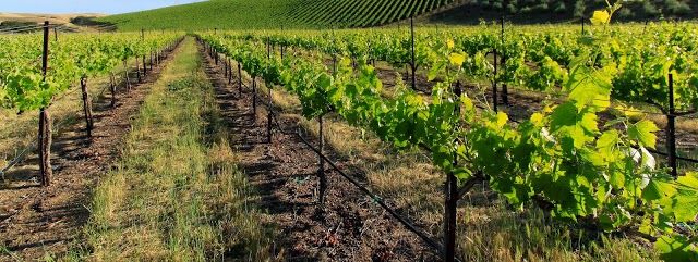 Wente Brothers Winery